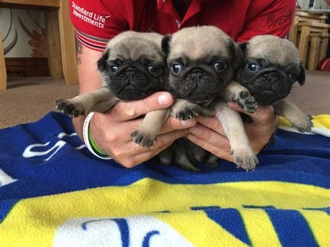 Pugs for Sale in St Louis .